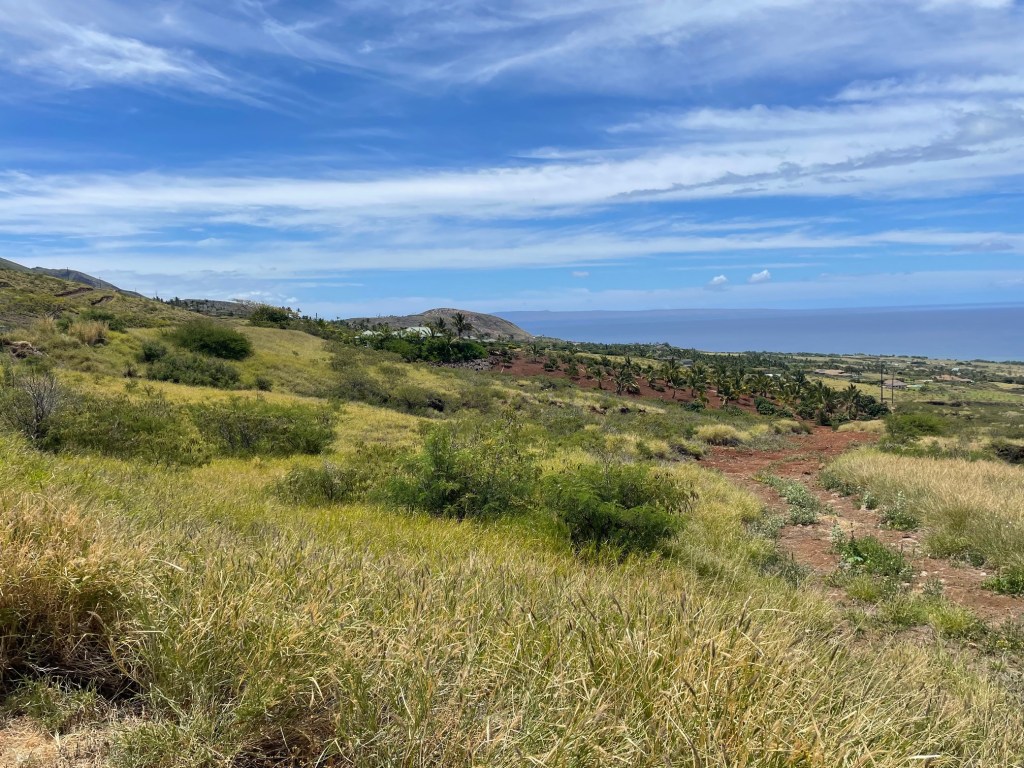 Photo of agricultural parcels south and mauka of the Lahaina burn zone.