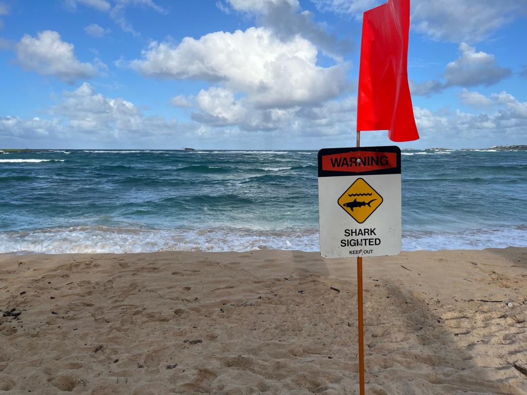 Shark warning signs were posted Sunday at Malaekahana. (Honolulu Emergency Services Department/2024)