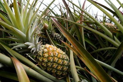 Costco ‘Pineapple Wars’ Pit Kauaʻi Business Owners Against Each Other