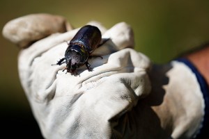 Palm-Killing Beetle Found On Molokaʻi For First Time, Rediscovered On Maui