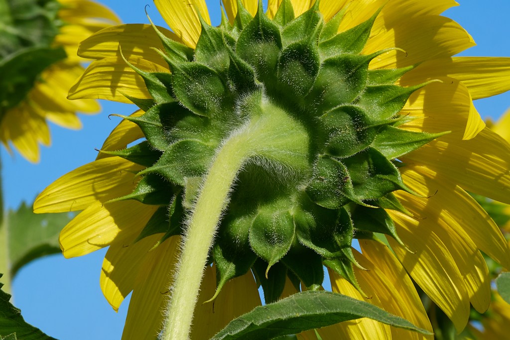 There’s something very special about a field of Sun flowers, but Taking a closer look at them always seems to reveal another part of their beauty. This shot of the main blossom shows some wonderful patterns found in nature, but the reverse side of the flower shows off the intricate detail of the plant so often overlooked. Waimanalo Country Farm is one of the few remaining family owned and run farms on the island of Oahu. Since 1948 the farm has operated its 52 acres through 6 generations, to provide locally grown food items available to the general public. Originally W.C.F. grew watermelons, then corn along with a variety of other salable produce.This year from September 28th through November 9th The farm will run its 2024 Fall Harvest Festival program showing off its acreage to the public who attend.(David Croxford/Civil Beat/2024)