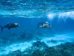 Wespac Looks To Expand Commercial Access To Hawaiʻi’s Papahānaumokuākea