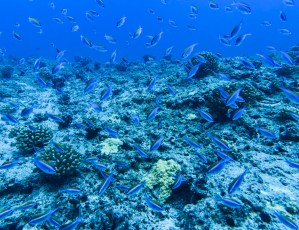 Protecting Coral Habitat May Prove Vital As Ocean Becomes More Acidic