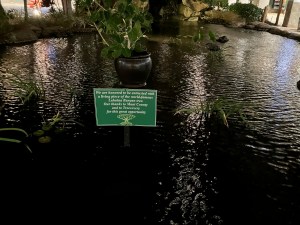 Kirstin Downey: Recovering From Maui’s Tree Apocalypse