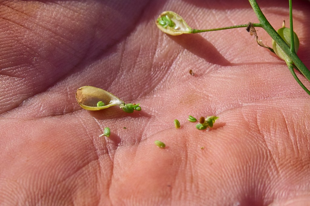 Camelina is a plant whose yield is 35:1 and whose oil can be refined into sustainable jet fuel. Photographed in western Kauai at Aloun Farms, February 12th, 2025. Chris Bennett is the VP of Sustainable Energy Management for Pono Pacific Land Management Group.(David Croxford/Civil Beat/2025)