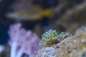 Sea Anemones Invade Kāne‘ohe Bay, Likely From Home Aquariums