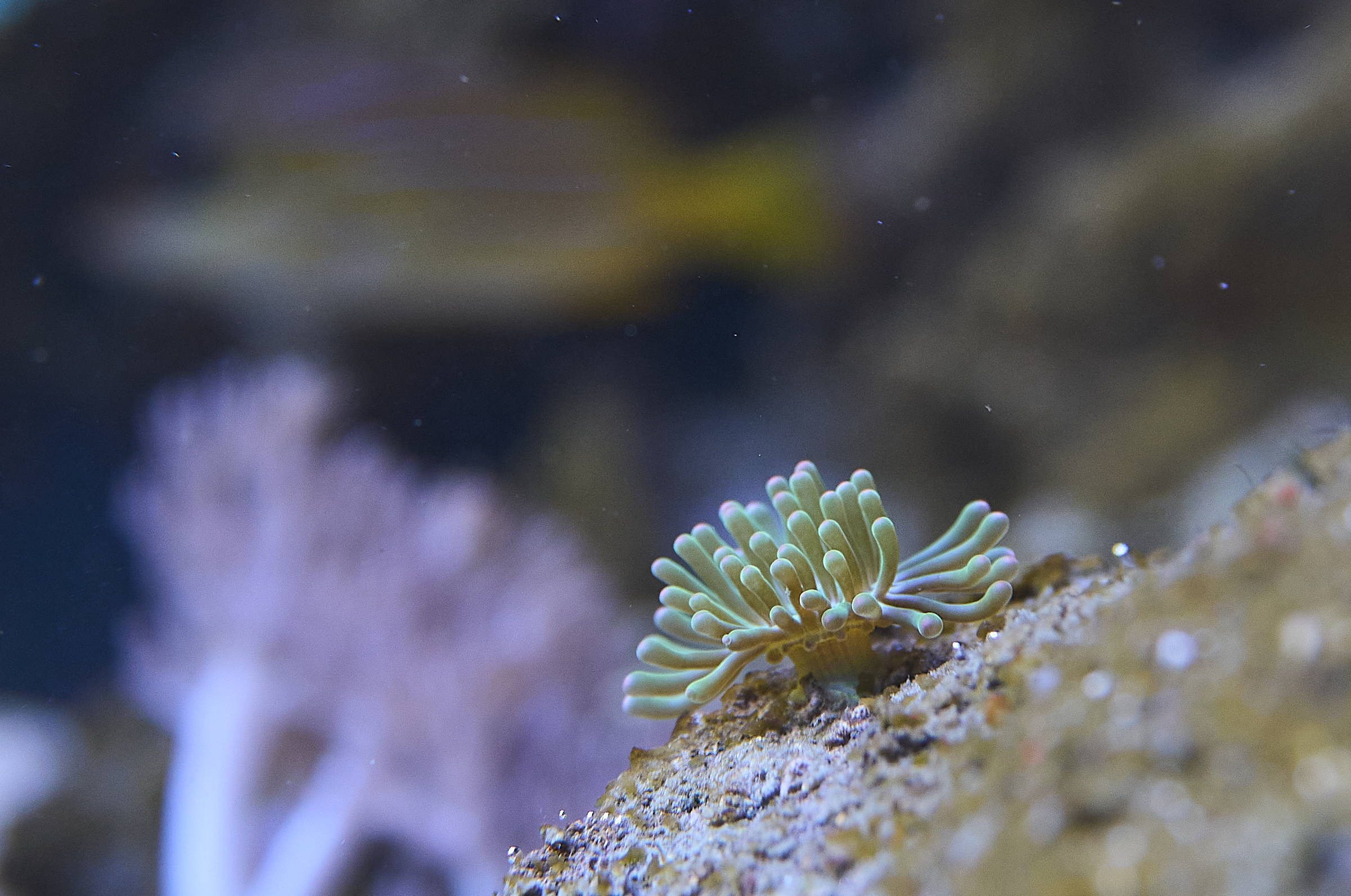 Sea Anemones Invade Kāne'ohe Bay, Likely From Home Aquariums