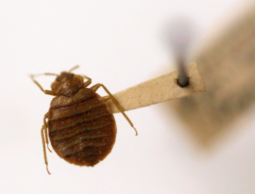 File In this Wednesday, March 30, 2011 file photo, A bed bug is displayed at the Smithsonian Institution National Museum of Natural History in Washington.  Canadian scientists detected drug-resistant MRSA bacteria in bedbugs from three hospital patients from a downtrodden Vancouver neighborhood. (AP Photo/Carolyn Kaster, File)