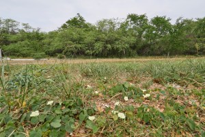 Hawaiian Homelands Could Get More Money Out Of ʻEwa Land Swap Deal