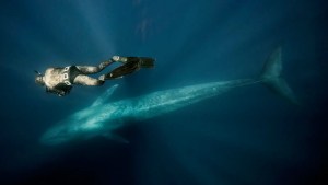 What ‘The World’s Loneliest Whale’ May Be Telling Us About Climate Change