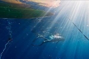 Photo Essay: Spearfishing Returns To Kealakekua Bay For A Day