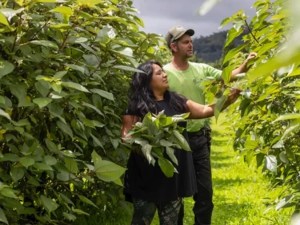 Bill To Guard Against Imitation Hawaiian Tea Could End Up Hurting Industry