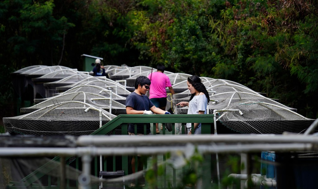 Waipahu High School Food System Pathway students Pablo Sabug, left, holds up a net with tilapia for Kaylee Walker to count at the Hawaiʻi Fish Company Friday, June 6, 2025, in Waialua. The students moved fish from a tank to separate the fish and clean the tank. (Kevin Fujii/Civil Beat/2025)