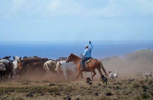 Ranches Cover A Fifth Of Hawaiʻi. Extreme Drought Is Clouding Their Future