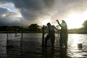 Photo Essay: Helping Save Hawaiian Ducks From Extinction