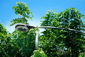 Fix It! Streetlight Keeps Losing A Fight Against An Unruly Tree