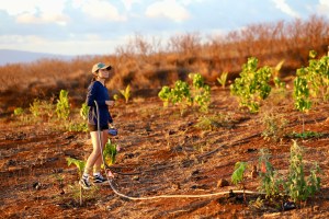 ‘Come On, Trees!’ Lahaina Nonprofit Plants A Natural Firebreak