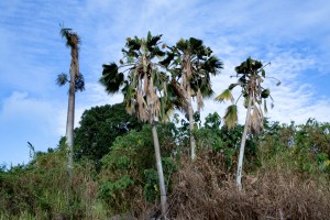 Battling A Voracious Beetle In The Invasive Species Capital Of The World