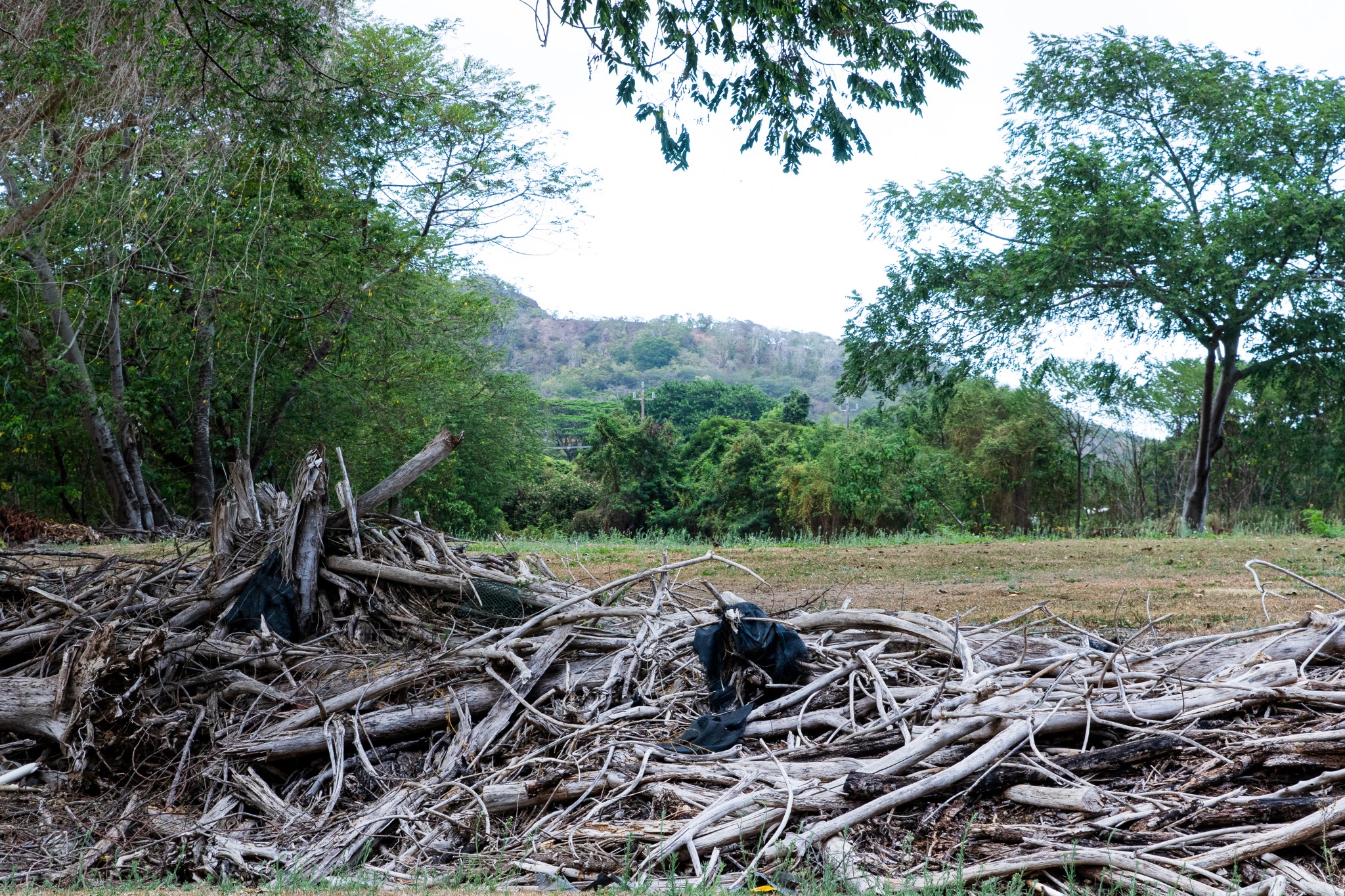 Manoa Method Invasive Beetles Are Overrunning Oʻahu. Could New Methods Offer Relief ...