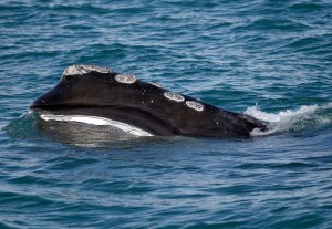 Ocean Speed Limits Protect Endangered Right Whales. Trump Wants To Weaken Them