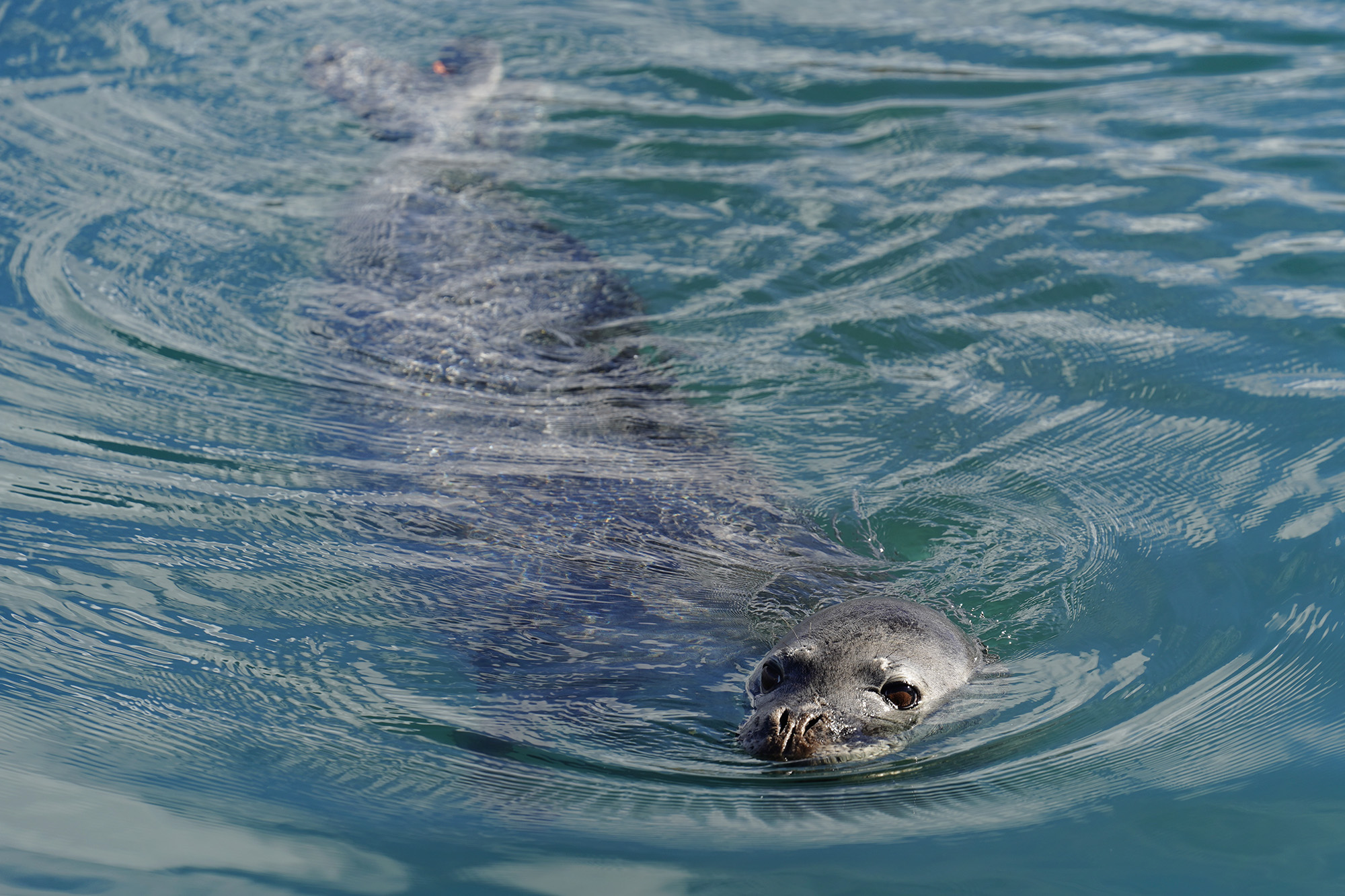 People Usually Get Away With Harming Hawai'i's Seals Despite
