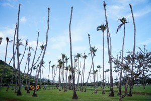 Coconut Rhinoceros Beetles Are Attacking A Popular Kaua‘i Golf Course