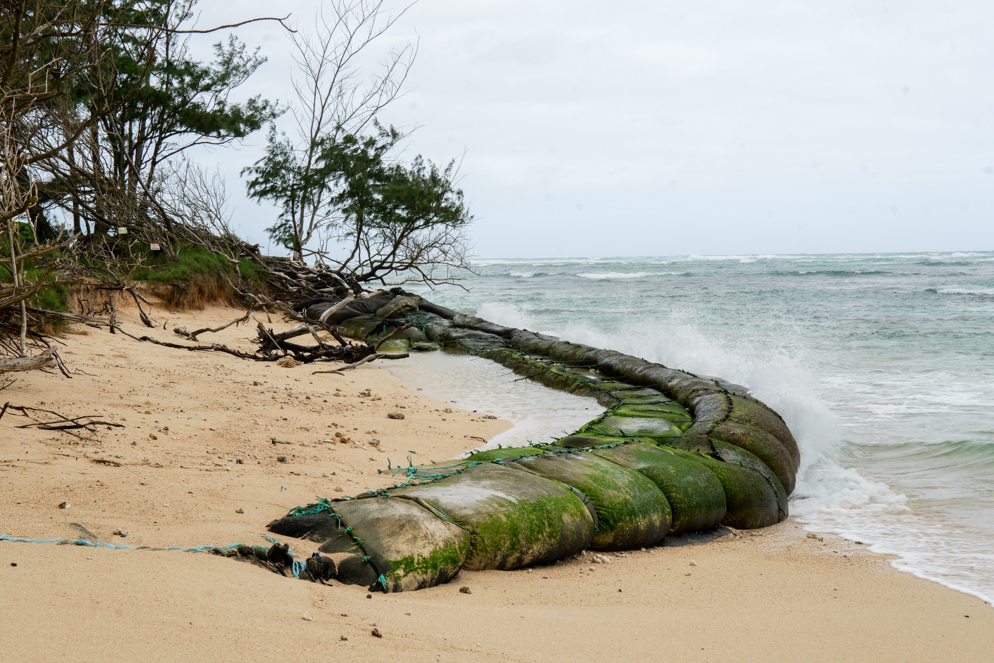 Fabric filled with sand for temporary erosion control block path along beach near Mokulēʻia. (Leilani Combs/Civil Beat/2026)
