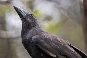 Hawaiʻi’s Critically Endangered Crow Is Soaring In Maui Forests