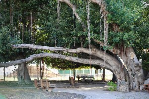 Lahaina’s Famed Banyan Tree Still ‘In The ICU’