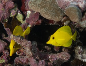 Political ‘Hot Potato’: Where Should Hawaiʻi Ban Aquarium Fishing?