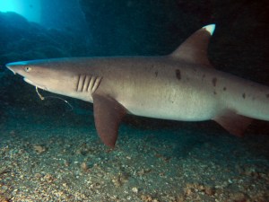 Stop! Thief! Sharks Are Taking A Larger Bite Of Hawaiʻi Fishermen’s Catch