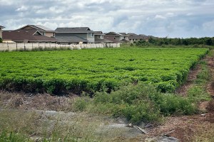 One Of Hawaiʻi’s Most Lucrative Crops Might Surprise You