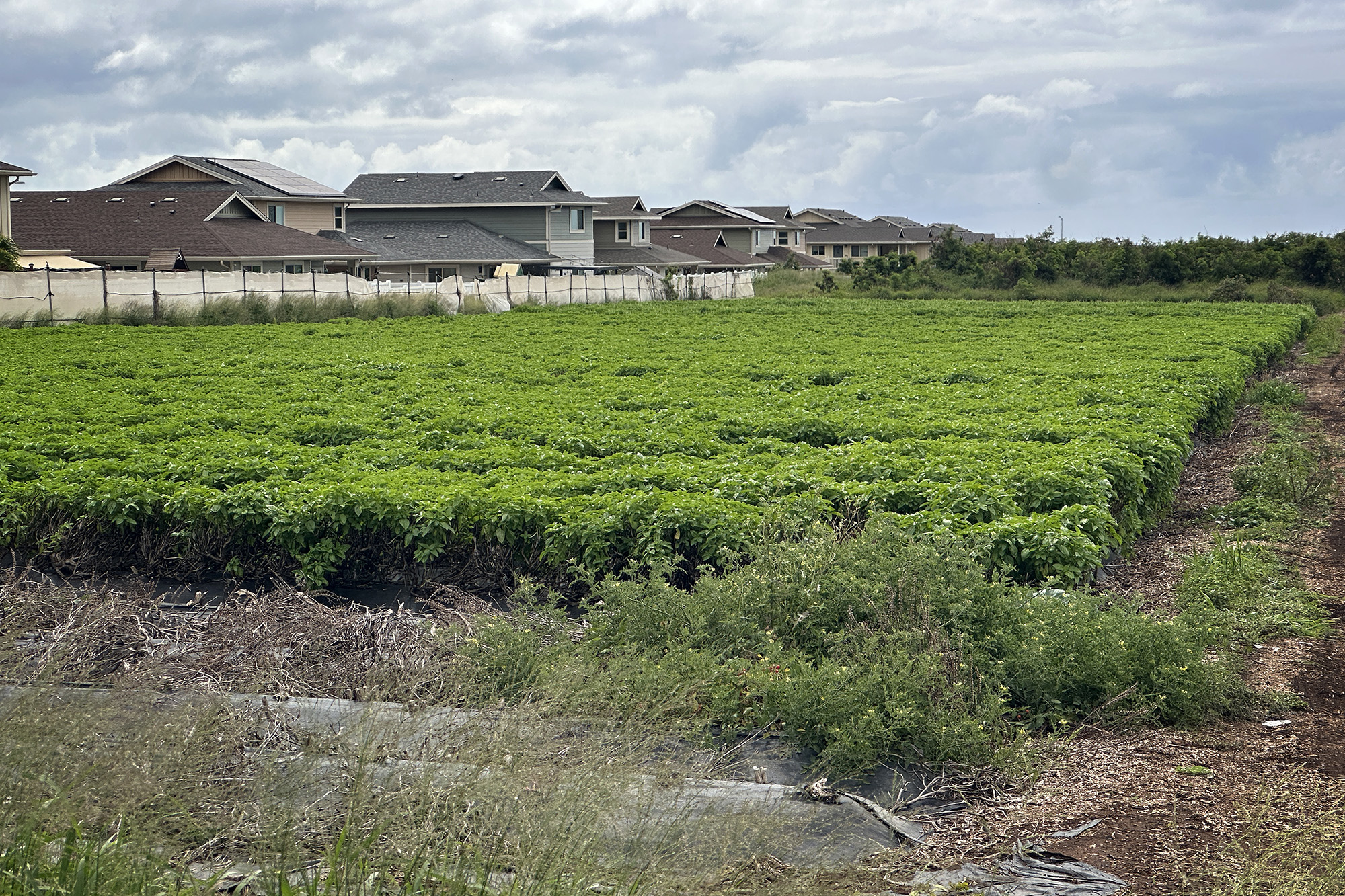 Hawaii basil industry surges to fifth most valuable crop Hawaii basil industry surges to fifth most valuable crop