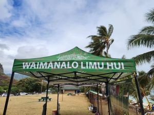 Replanting Limu: A Civic Ritual To Save The Species — And Ourselves