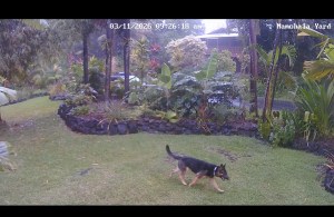 Big Island Residents Say Dangerous Dog Law Has No Bite