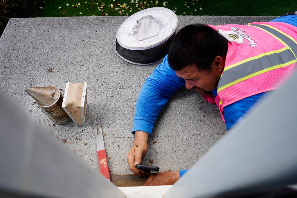 Peter Morrow of Honey Bee Rescue records video for their social-media channels while removing a colony of bees in the wall and ceiling of a Diamond Head house Thursday, May 21, 2026, in Honolulu. (Kevin Fujii/Civil Beat/2026)