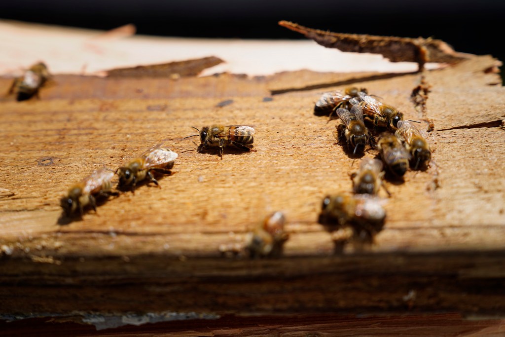 Peter Morrow of Honey Bee Rescue exposes a hive to remove a colony of bees in the wall and ceiling of a Diamond Head house Thursday, May 21, 2026, in Honolulu. (Kevin Fujii/Civil Beat/2026)