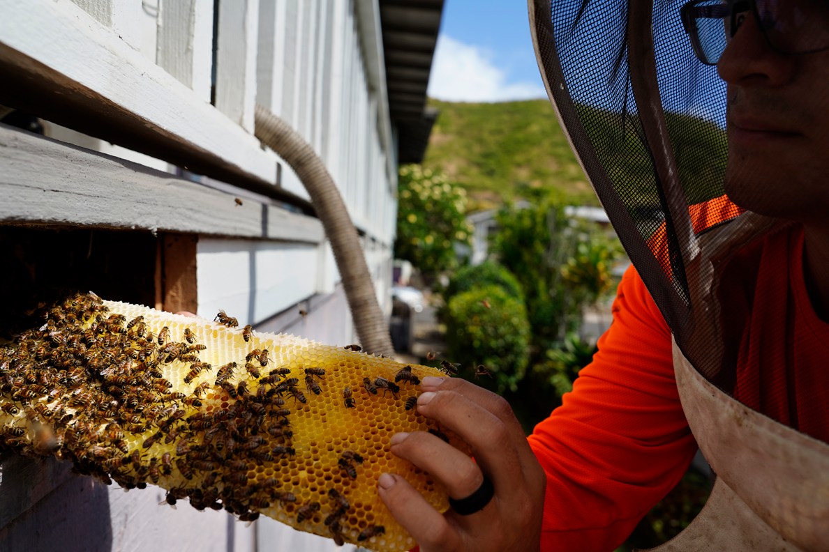 Jason Morrow of Honey Bee Rescue gently removes a honeycomb of a colony of bees in the wall and ceiling of a Diamond Head house Thursday, May 21, 2026, in Honolulu. (Kevin Fujii/Civil Beat/2026)