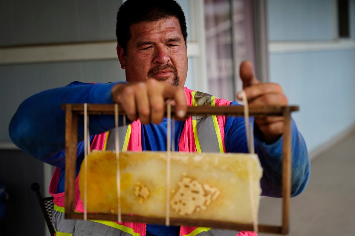 Peter of Honey Bee Rescue places a honeycomb in a frame while his son Jason removes a colony of bees in the wall and ceiling of a Diamond Head house Thursday, May 21, 2026, in Honolulu. (Kevin Fujii/Civil Beat/2026)