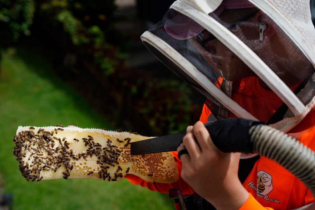 Jason Morrow of Honey Bee Rescue gently vacuums bees while removing a colony of bees in the wall and ceiling of a Diamond Head house Thursday, May 21, 2026, in Honolulu. (Kevin Fujii/Civil Beat/2026)