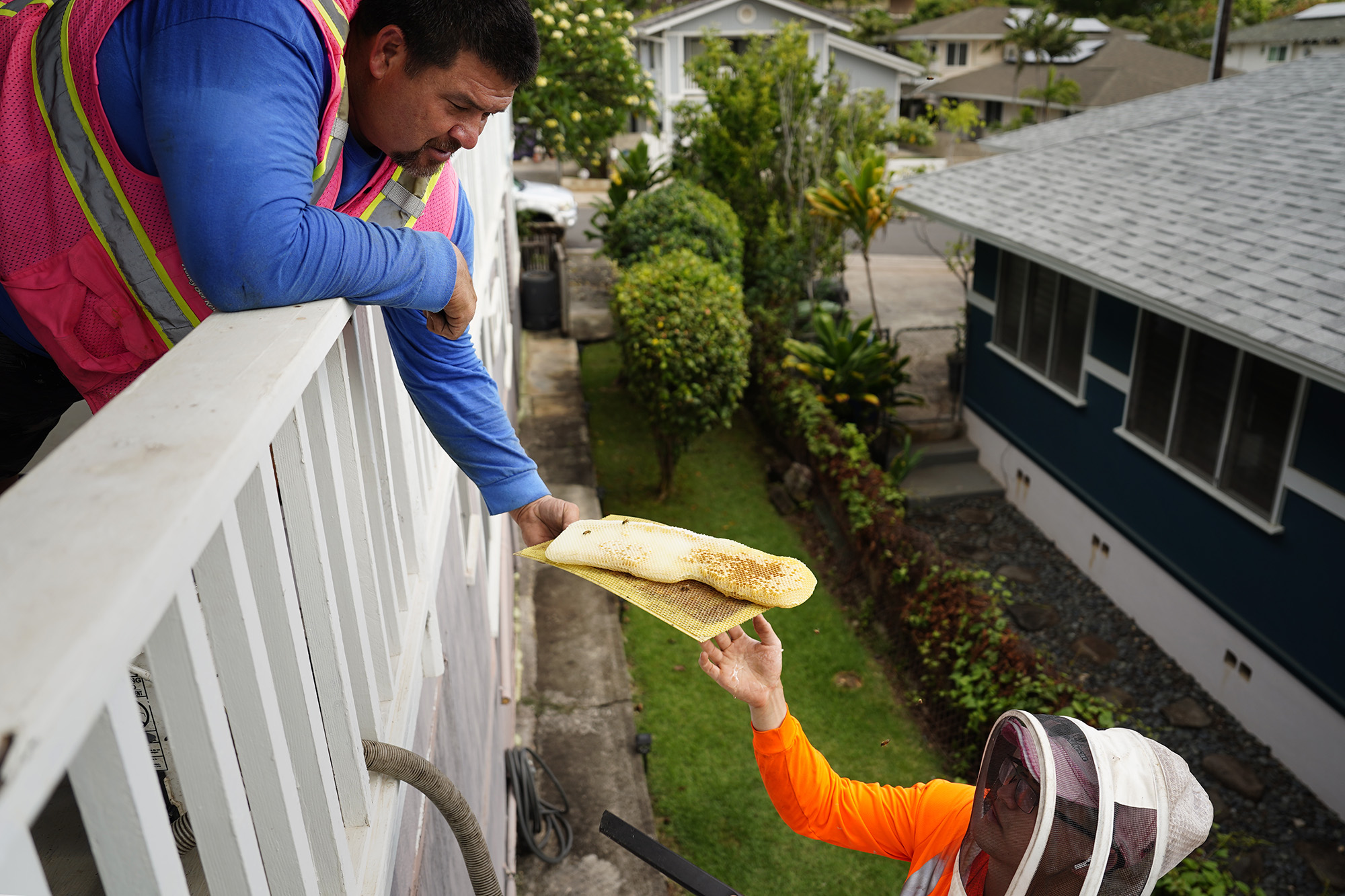 Honey Bee Rescue’s Peter Morrow gently transports a honeycomb his son Jason Morrow removed from a colony of bees in the wall and ceiling of a Diamond Head house Thursday, May 21, 2026, in Honolulu. (Kevin Fujii/Civil Beat/2026)