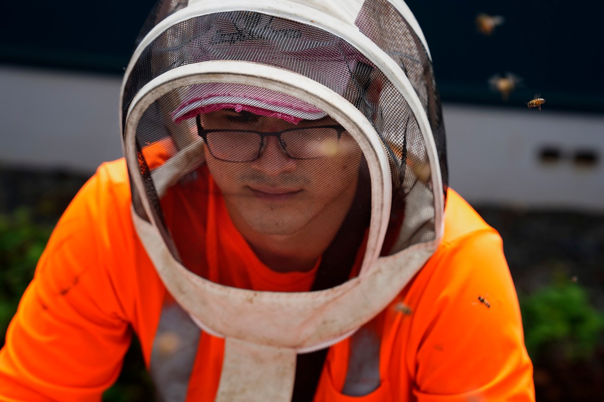 Bees fly around Jason Morrow of Honey Bee Rescue whiles he removes remove a colony of bees in the wall and ceiling of a Diamond Head house Thursday, May 21, 2026, in Honolulu. (Kevin Fujii/Civil Beat/2026)