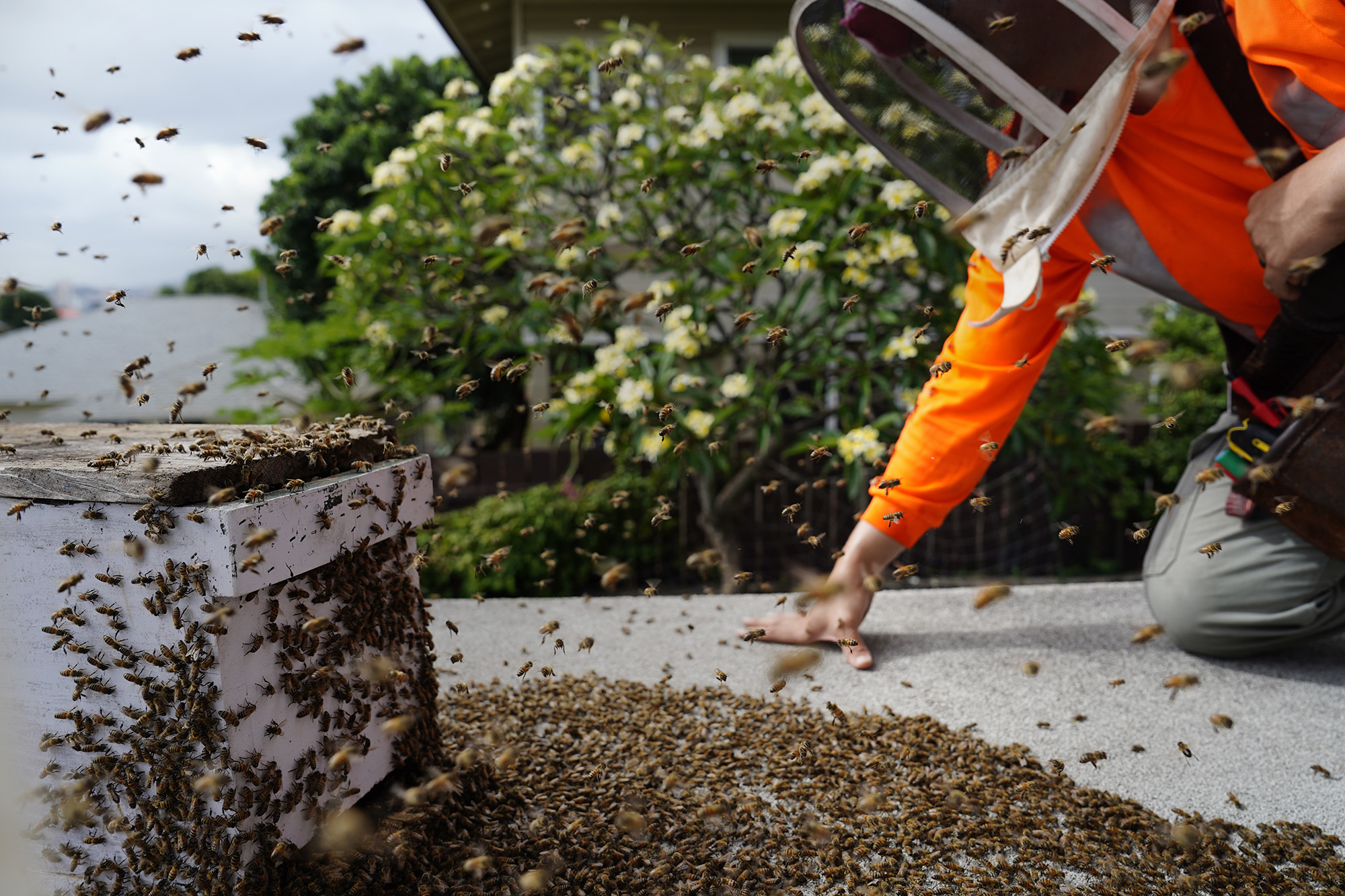 Jason Morrow of Honey Bee Rescue introduces a colony of bees to their temporary hive after removal from a Diamond Head house Thursday, May 21, 2026, in Honolulu. (Kevin Fujii/Civil Beat/2026)
