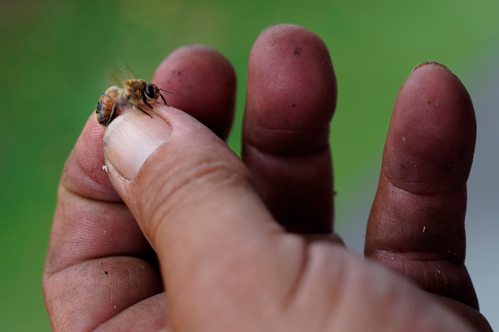 Peter Morrow of Honey Bee Rescue holds a male drone bee after removing a colony of bees in the wall and ceiling of a Diamond Head house Thursday, May 21, 2026, in Honolulu. (Kevin Fujii/Civil Beat/2026)