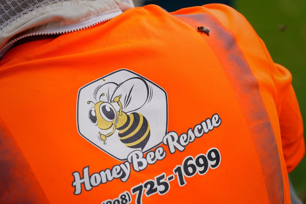 A bee sits on Jason Morrow’s back after removing its colony from a Diamond Head house Thursday, May 21, 2026, in Honolulu. (Kevin Fujii/Civil Beat/2026)