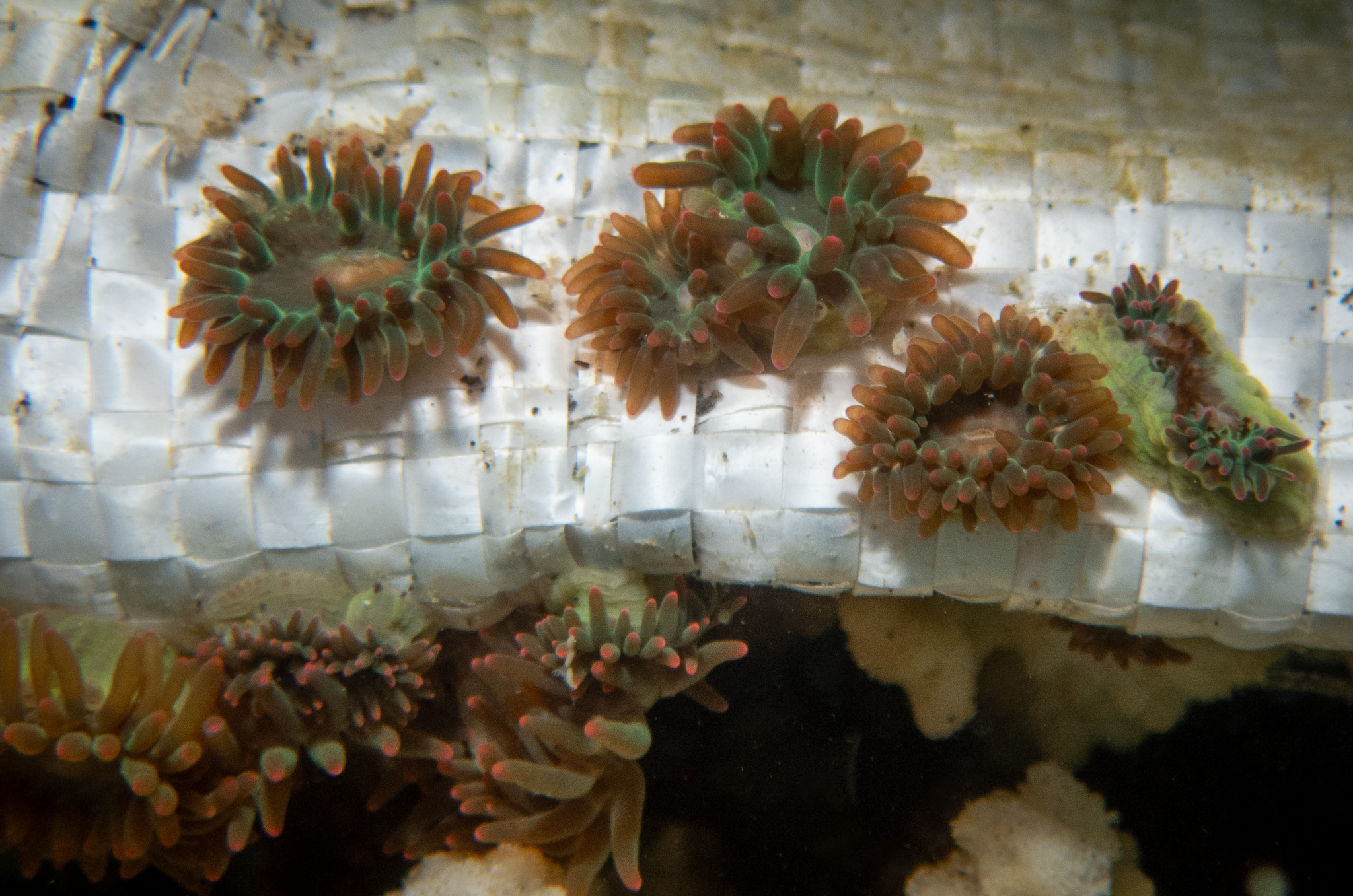 An invasive species of anemone, Majano, creeping out from the edges of a tarp at Reef 8 in Kāneʻohe Bay May 28, 2026. The anemone was discovered when a local fisher noticed unusual coral at the site in 2018. (Craig Fujii/Civil Beat/2026)