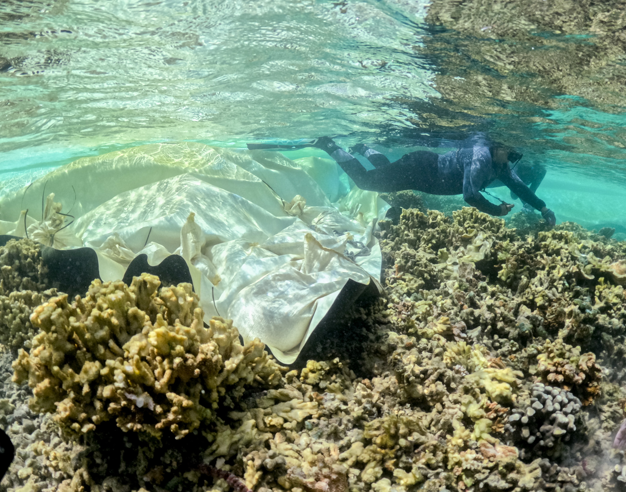 Nadiera Sukhraj with the U.S. Fish and Wildlife Service looks over tarp-covered areas of reef at Kāneʻohe Bay May 28, 2026. The tarps were placed to eradicate invasive anemones that were discovered in in the bay in 2018. (Craig Fujii/Civil Beat/2026)