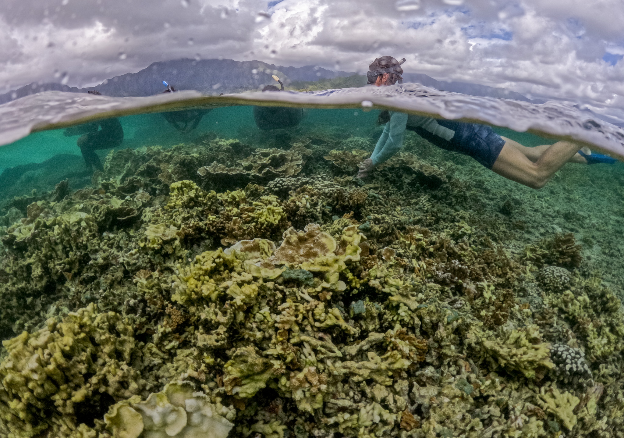 Marie Ferguson swims over coral at Kāneʻohe Bay May 28, 2026. Ferguson worked with the DAR to eradicate an invasive anemone found in the bay in 2018. (Craig Fujii/Civil Beat/2026)