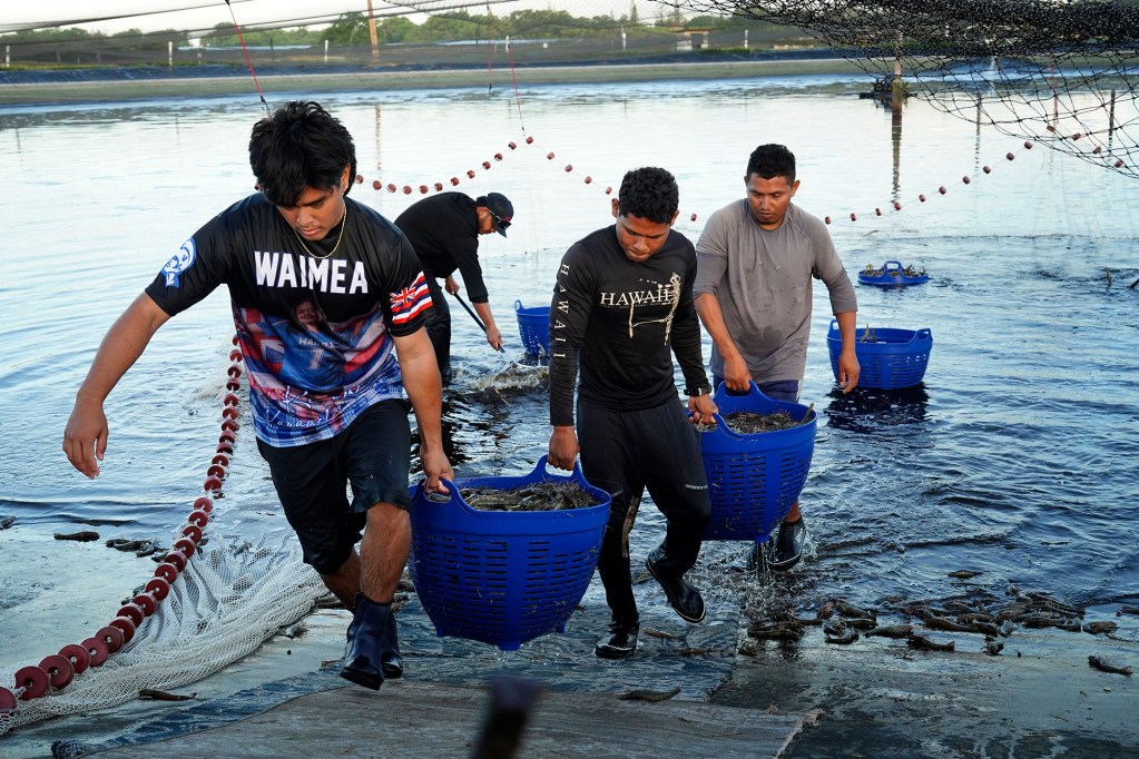 Kauaʻi Shrimp workers carry buckets of shrimp Friday, June 5, 2026, in Kekaha. (Kevin Fujii/Civil Beat/2026)