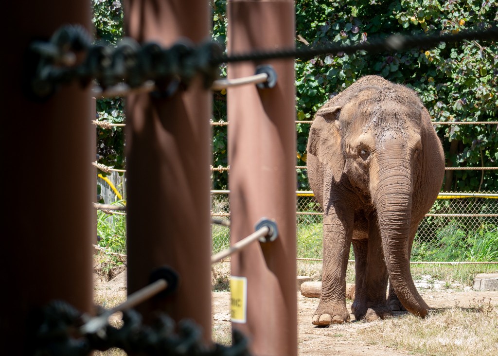 Should Animals Have Human Rights? Hawai‘i Court To Decide